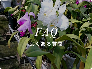 FAQ よくある質問